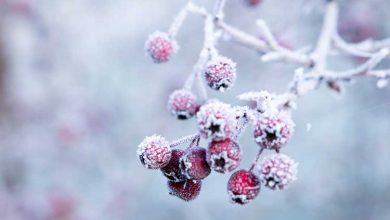 بهترین شعر در مورد زمستان از حافظ، مولانا و سعدی
