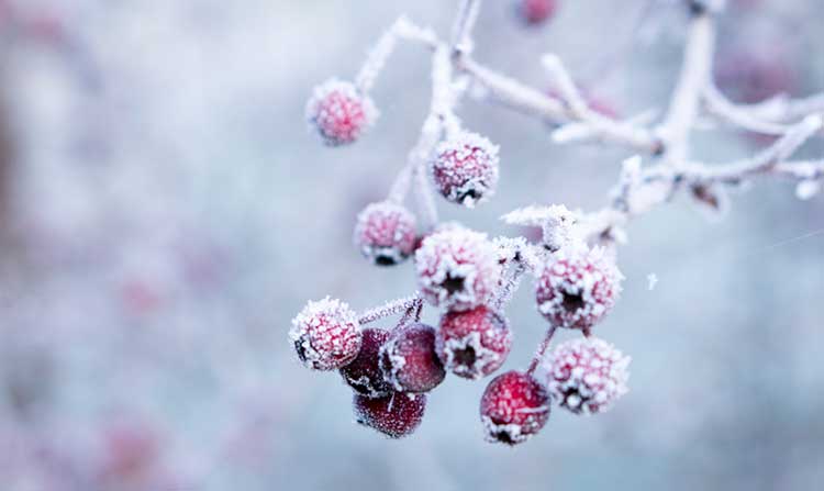 بهترین شعر در مورد زمستان از حافظ، مولانا و سعدی